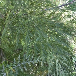 Grevillea robusta at Hughes, ACT - 31 Aug 2021