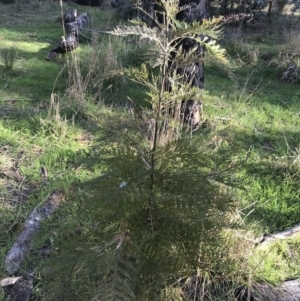 Grevillea robusta at Hughes, ACT - 31 Aug 2021 03:54 PM