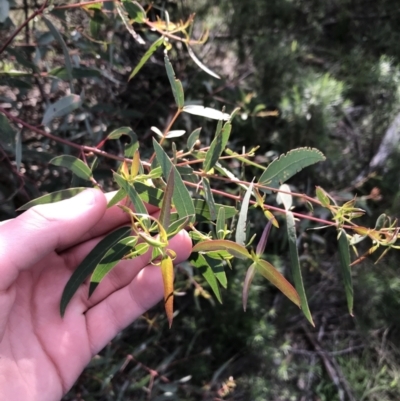 Eucalyptus viminalis (Ribbon Gum) at Hughes Grassy Woodland - 31 Aug 2021 by Tapirlord
