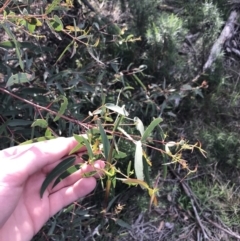 Eucalyptus viminalis at Deakin, ACT - 31 Aug 2021