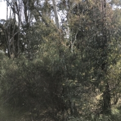 Eucalyptus viminalis at Deakin, ACT - 31 Aug 2021