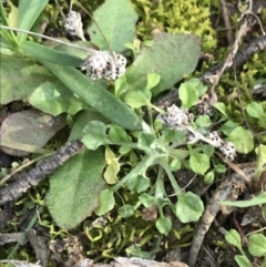 Stuartina muelleri (Spoon Cudweed) at Hughes Grassy Woodland - 31 Aug 2021 by Tapirlord