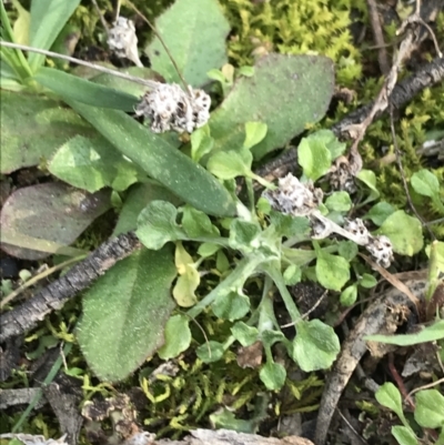 Stuartina muelleri (Spoon Cudweed) at Hughes Grassy Woodland - 31 Aug 2021 by Tapirlord