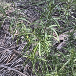 Solanum linearifolium at Deakin, ACT - 31 Aug 2021