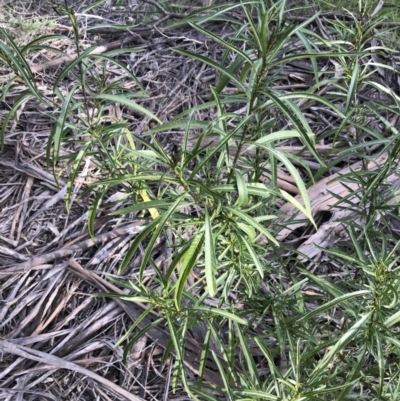 Solanum linearifolium (Kangaroo Apple) at Hughes Grassy Woodland - 31 Aug 2021 by Tapirlord