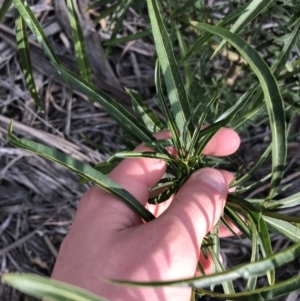 Solanum linearifolium at Deakin, ACT - 31 Aug 2021