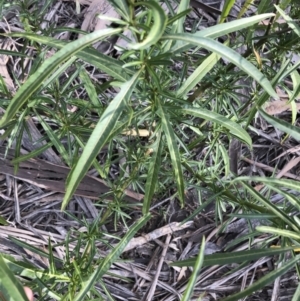 Solanum linearifolium at Deakin, ACT - 31 Aug 2021