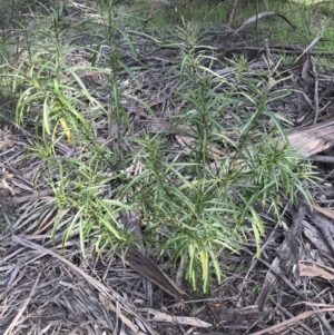 Solanum linearifolium at Deakin, ACT - 31 Aug 2021