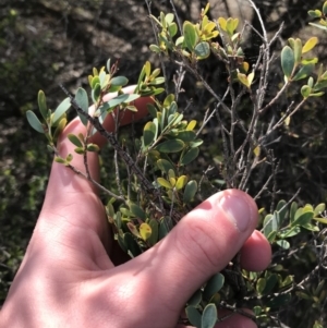 Leptospermum myrtifolium at Hughes, ACT - 31 Aug 2021