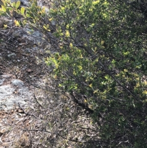 Leptospermum myrtifolium at Hughes, ACT - 31 Aug 2021