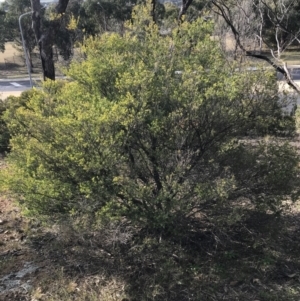 Leptospermum myrtifolium at Hughes, ACT - 31 Aug 2021