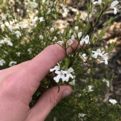 Westringia eremicola at Hughes, ACT - 31 Aug 2021 03:38 PM