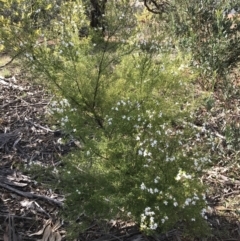 Westringia eremicola at Hughes, ACT - 31 Aug 2021 03:38 PM