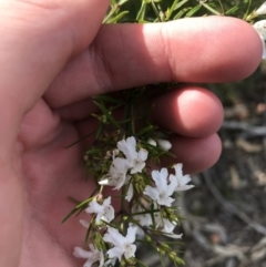 Westringia eremicola at Hughes, ACT - 31 Aug 2021 03:38 PM