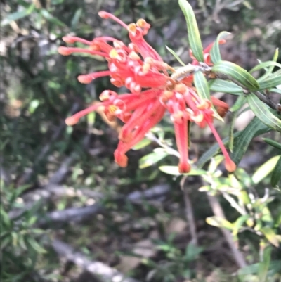 Grevillea sp. (Grevillea) at Hughes Grassy Woodland - 31 Aug 2021 by Tapirlord