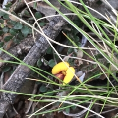 Bossiaea buxifolia (Matted Bossiaea) at Hughes Grassy Woodland - 31 Aug 2021 by Tapirlord