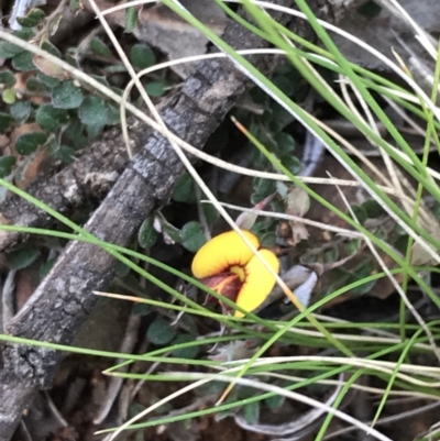 Bossiaea buxifolia (Matted Bossiaea) at Hughes Grassy Woodland - 31 Aug 2021 by Tapirlord