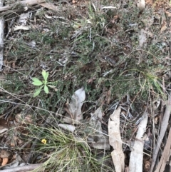 Bossiaea buxifolia at Hughes, ACT - 31 Aug 2021 03:36 PM