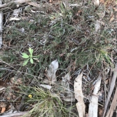 Bossiaea buxifolia at Hughes, ACT - 31 Aug 2021