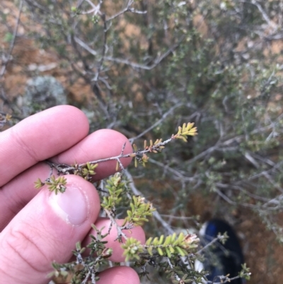 Micromyrtus ciliata (Fringed Heath-myrtle) at Hughes Grassy Woodland - 31 Aug 2021 by Tapirlord