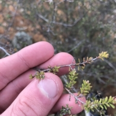 Micromyrtus ciliata at Hughes, ACT - 31 Aug 2021