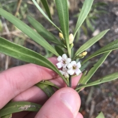 Myoporum montanum (Western Boobialla, Water Bush) at Red Hill to Yarralumla Creek - 31 Aug 2021 by Tapirlord