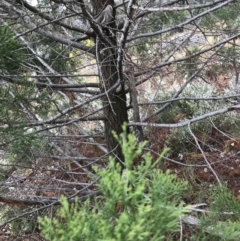 Callitris endlicheri (Black Cypress Pine) at Red Hill to Yarralumla Creek - 31 Aug 2021 by Tapirlord