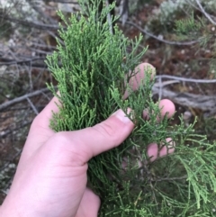 Callitris endlicheri at Hughes, ACT - 31 Aug 2021