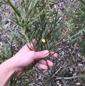 Acacia longifolia subsp. longifolia at Hughes, ACT - 31 Aug 2021