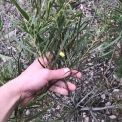 Acacia longifolia subsp. longifolia at Hughes, ACT - 31 Aug 2021 03:32 PM