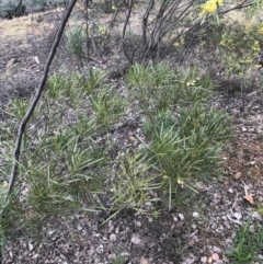 Acacia longifolia subsp. longifolia at Hughes, ACT - 31 Aug 2021