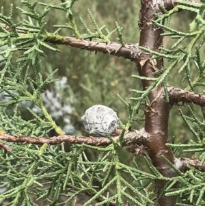 Cupressus arizonica at Hughes, ACT - 31 Aug 2021