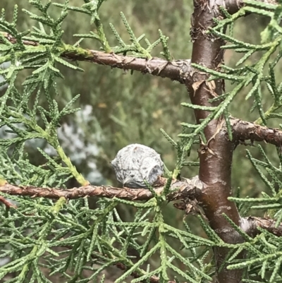 Hesperocyparis arizonica (Arizona Cypress) at Hughes, ACT - 31 Aug 2021 by Tapirlord