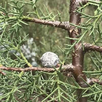 Cupressus arizonica (Arizona Cypress) at Hughes Grassy Woodland - 31 Aug 2021 by Tapirlord