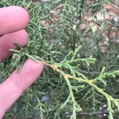 Cupressus arizonica at Hughes, ACT - 31 Aug 2021