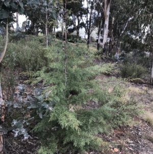 Cupressus arizonica at Hughes, ACT - 31 Aug 2021