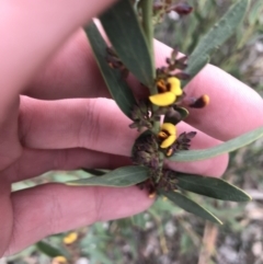 Daviesia mimosoides subsp. mimosoides at Hughes, ACT - 31 Aug 2021 by Tapirlord