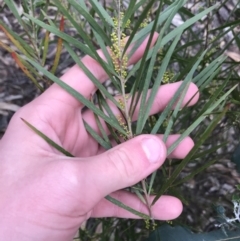 Acacia floribunda (White Sally Wattle, Gossamer Wattle) at Red Hill to Yarralumla Creek - 31 Aug 2021 by Tapirlord