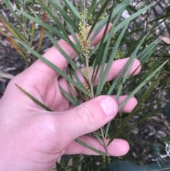 Acacia floribunda (White Sally Wattle, Gossamer Wattle) at Hughes Grassy Woodland - 31 Aug 2021 by Tapirlord