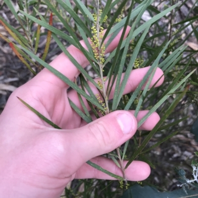 Acacia floribunda (White Sally Wattle, Gossamer Wattle) at Hughes Grassy Woodland - 31 Aug 2021 by Tapirlord