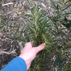 Acacia floribunda at Hughes, ACT - 31 Aug 2021