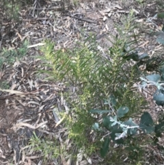 Acacia floribunda at Hughes, ACT - 31 Aug 2021