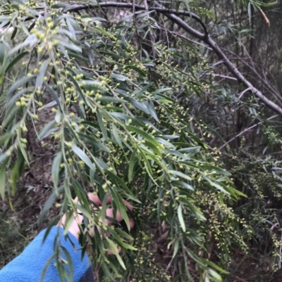 Acacia (genus) (A Wattle) at Hughes, ACT - 31 Aug 2021 by Tapirlord
