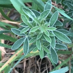 Chamaecytisus palmensis at Hughes, ACT - 31 Aug 2021 03:25 PM