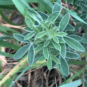 Chamaecytisus palmensis at Hughes, ACT - 31 Aug 2021