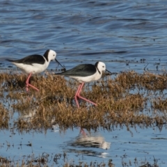 Himantopus leucocephalus (Pied Stilt) at Jerrabomberra Wetlands - 6 Sep 2021 by rawshorty