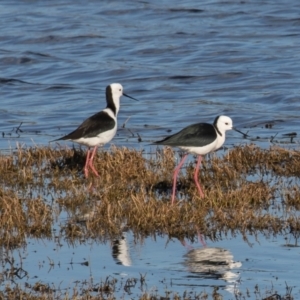 Himantopus leucocephalus at Fyshwick, ACT - 7 Sep 2021