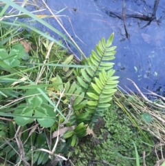 Pellaea nana (Dwarf Sickle Fern) at Sullivans Creek, Turner - 6 Sep 2021 by Ned_Johnston