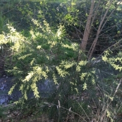 Acacia floribunda (White Sally Wattle, Gossamer Wattle) at City Renewal Authority Area - 6 Sep 2021 by Ned_Johnston