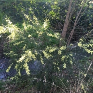 Acacia floribunda at Turner, ACT - 7 Sep 2021 08:27 AM